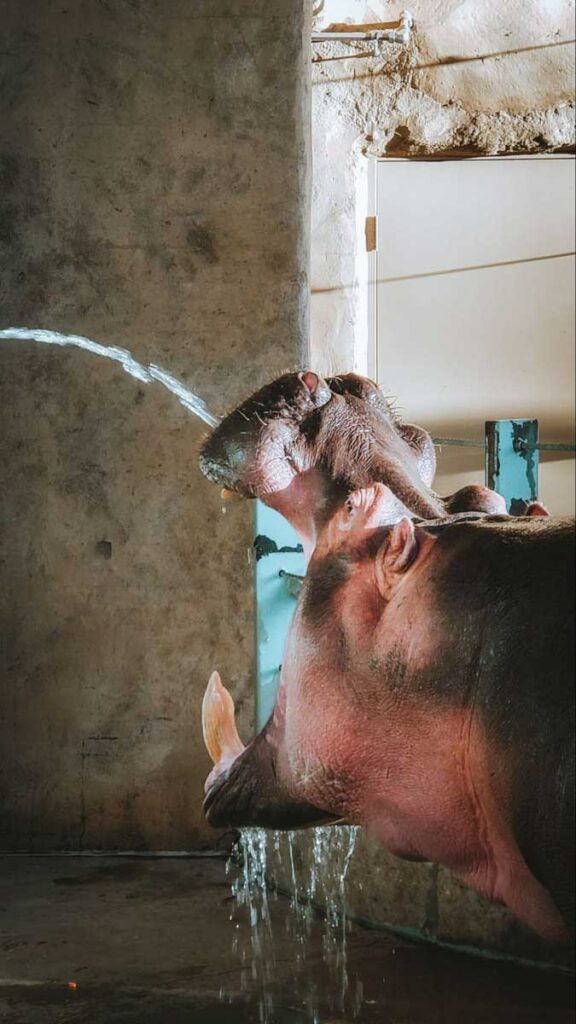 Hippo at Calgary Zoo