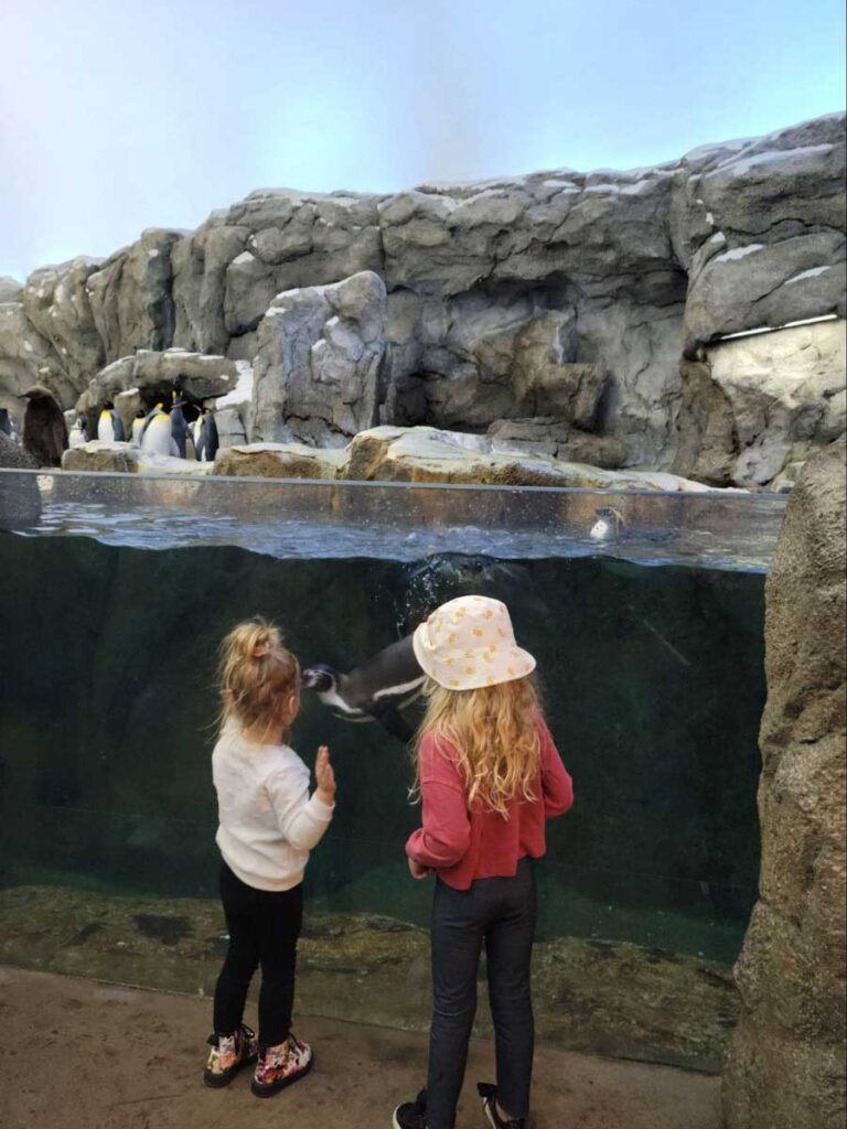 Penguins at Calgary Zoo with Toddlers