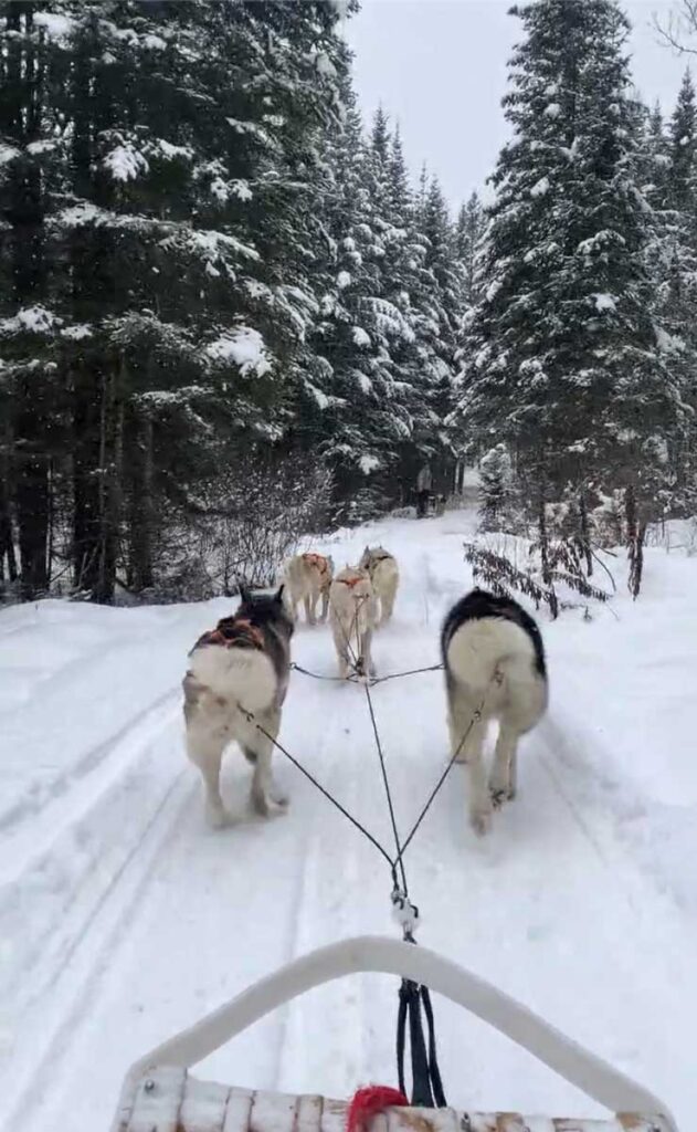 Dog sledding in Quebec with a toddler