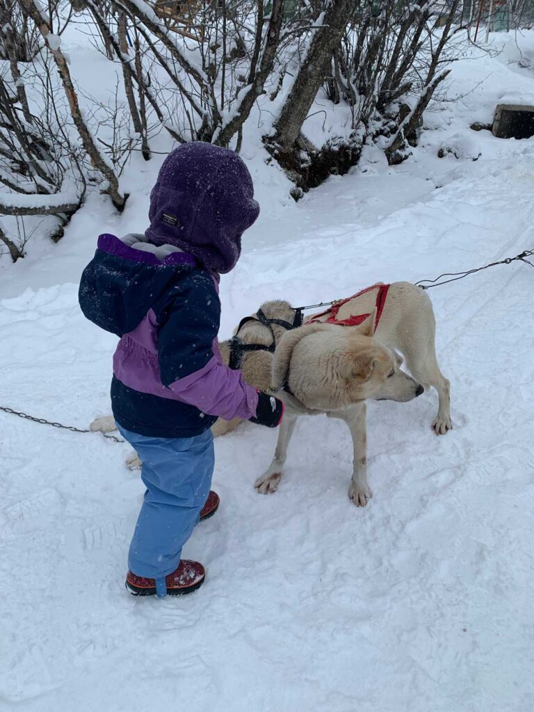 toddler petting dogs while dog sledding Quebec City in winter