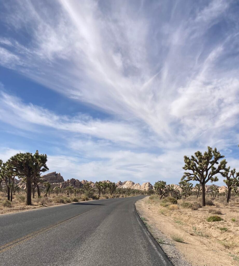 Driving Through Joshua Tree NP