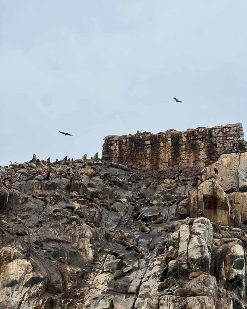 view of seals during Mar Adentro Tour (Peru with toddlers)