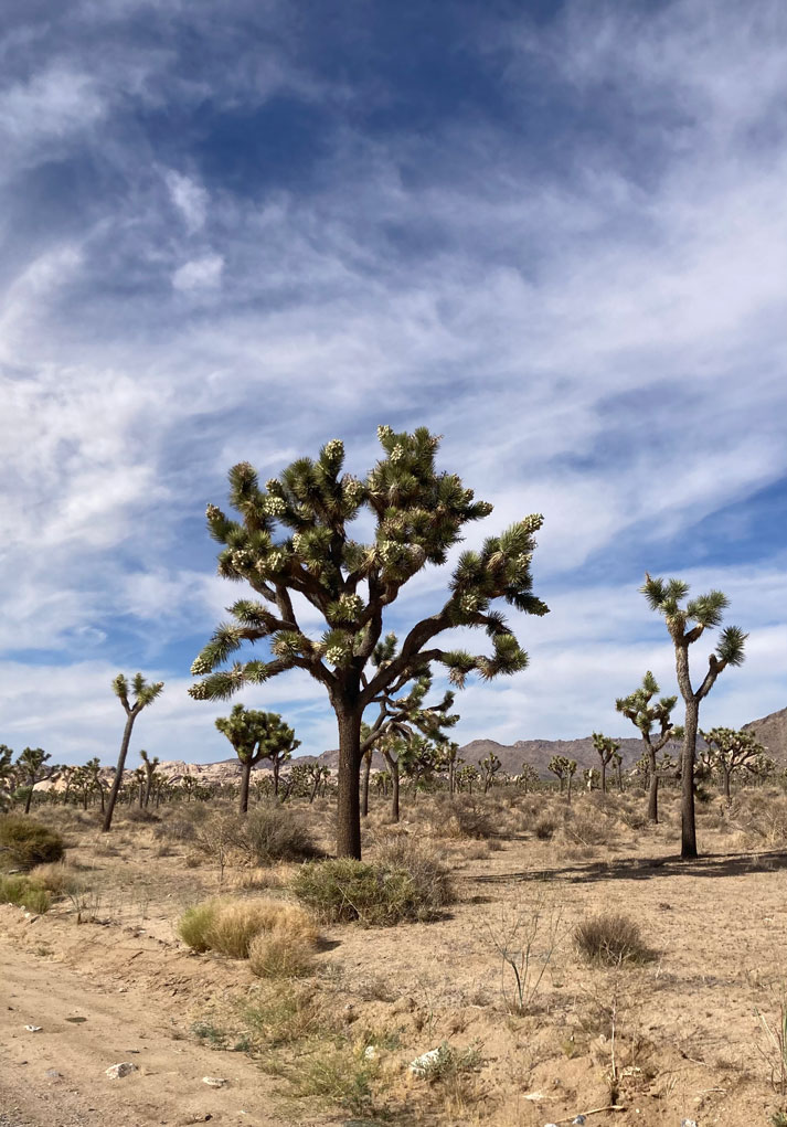 Joshua Trees - Visiting Joshua Tree National Park