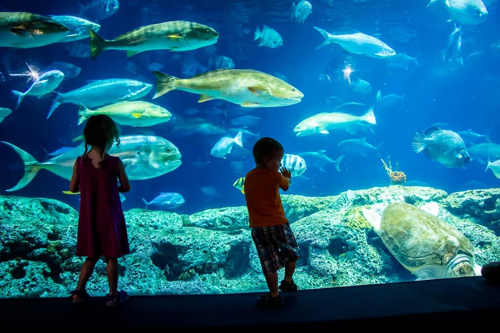 two small kids love watching the large fish at the Charleston Aquarium while on a trip to South Carolina with their family