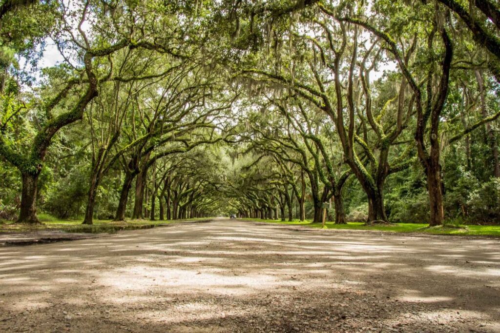 majestic oaks draped in spanish moss at the Wormsloe State Historic Site