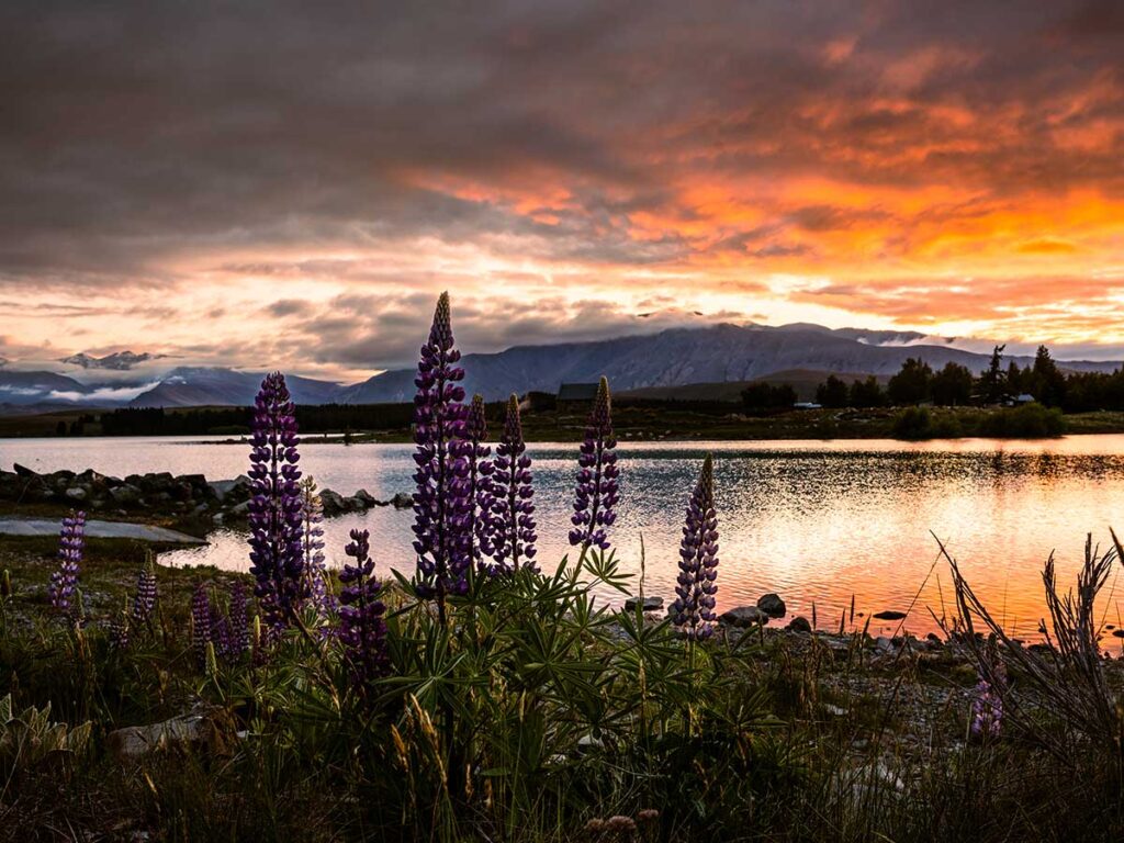 Lake Tekapo - New Zealand with toddlers