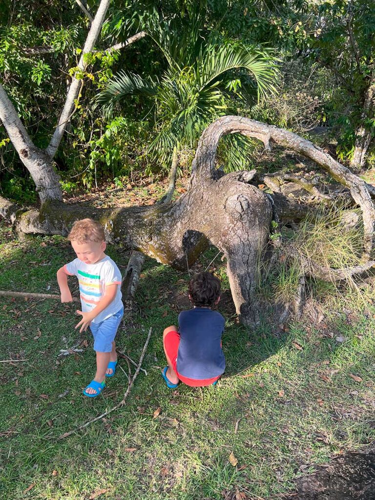 Mangrove tour - best things to do on Martinique with toddlers