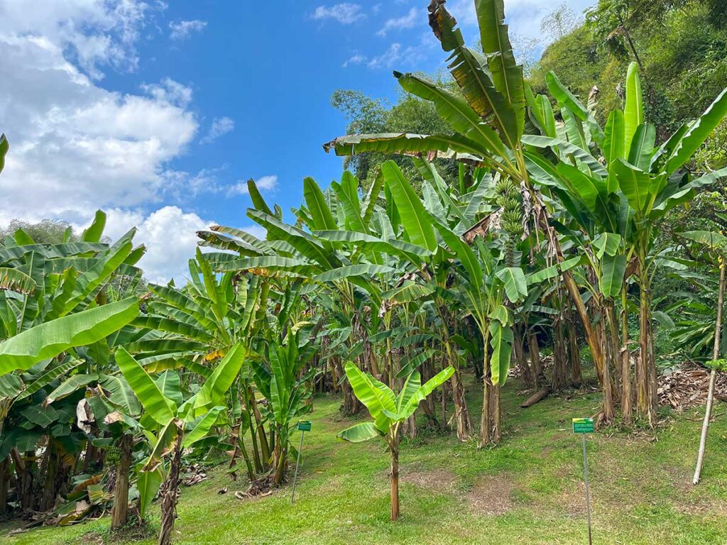 Musee de la Banane - best things to do on Martinique with toddler