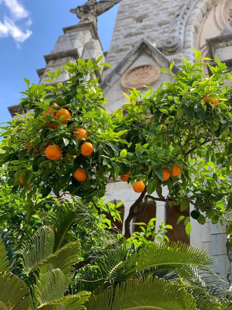 orange trees in Mallorca