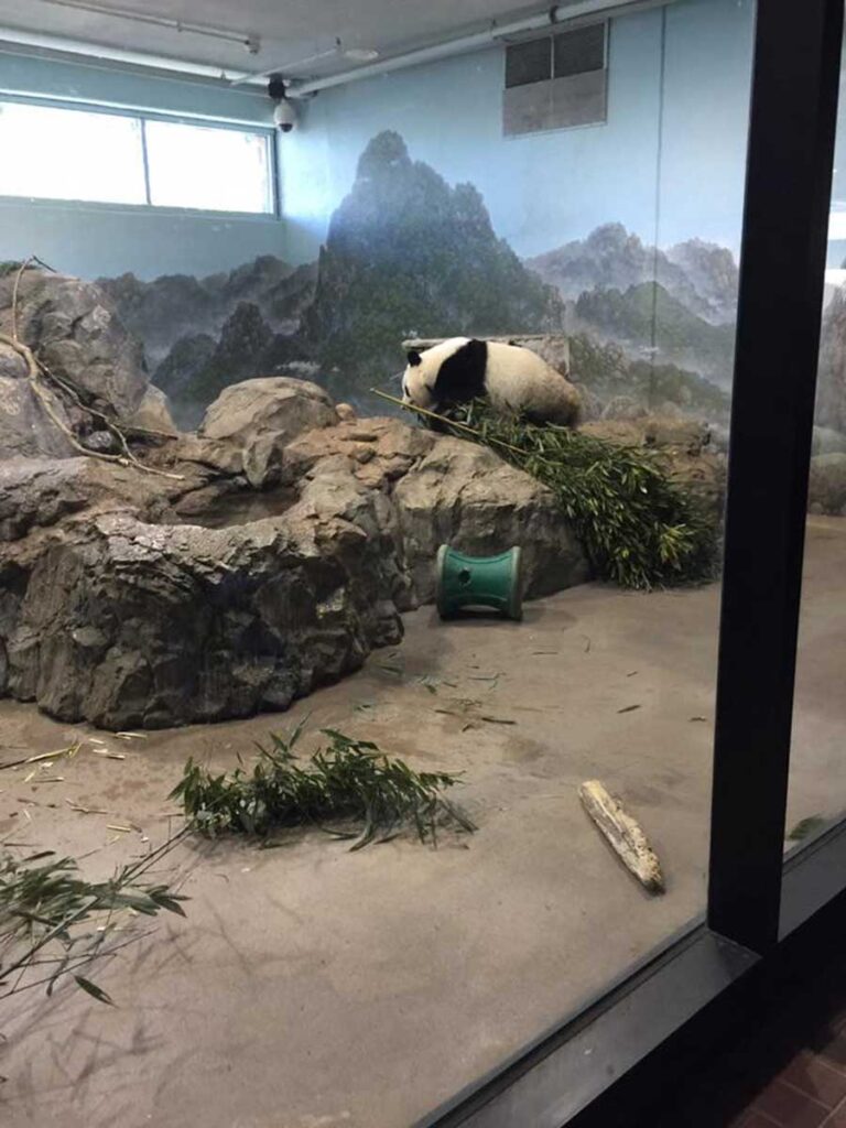 Panda in its habitat at the zoo.