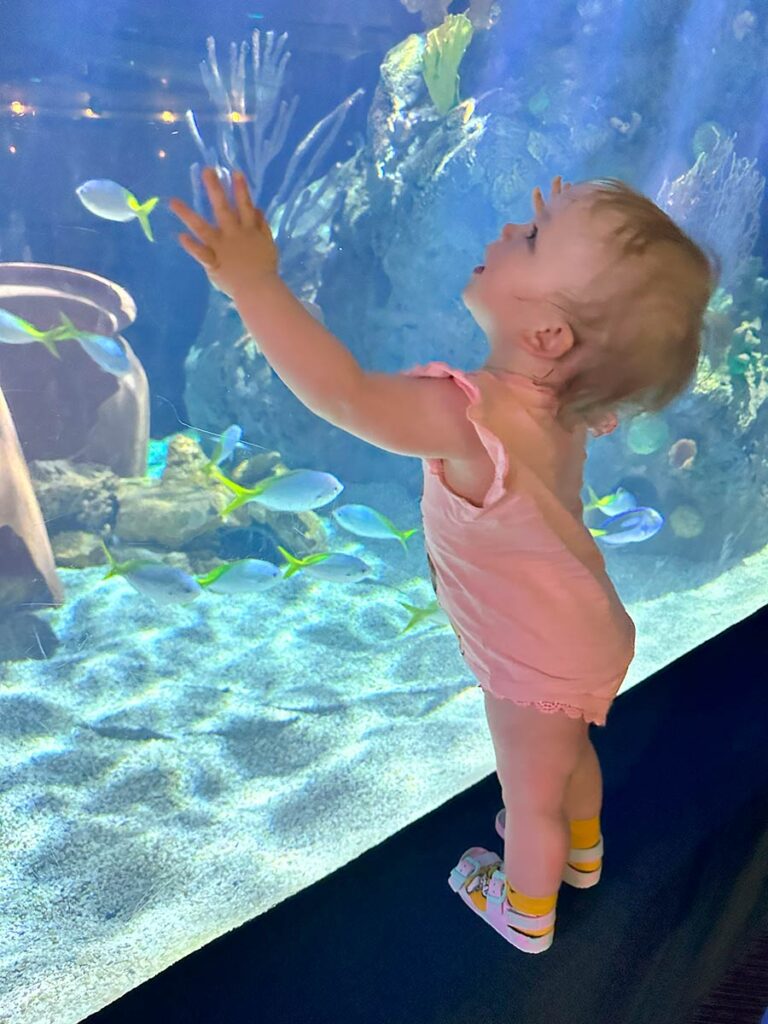 Baby watching fish in an aquarium.