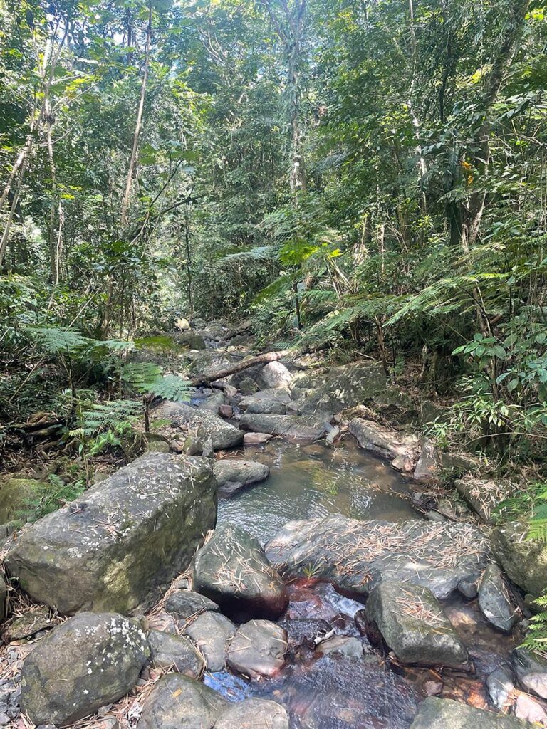 View of the national park forest, with river and trees.